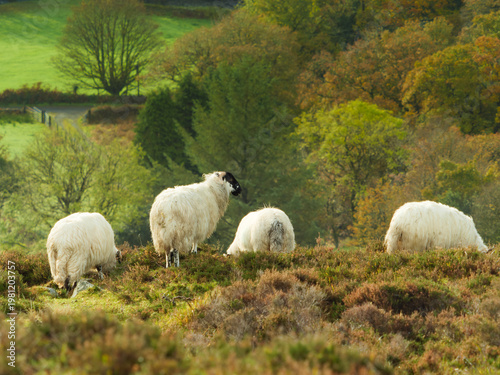A group of sheep grazes on a heather-covered hillside overlooking a green valley with colorful autumn trees.