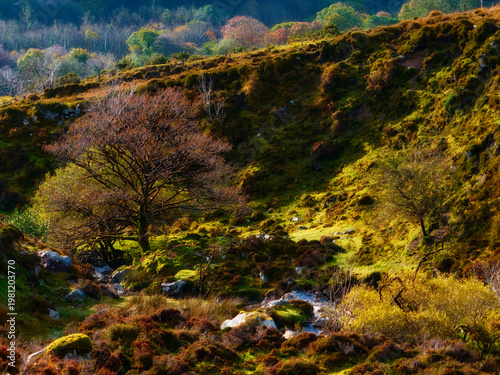 Sunlight illuminates green moss and brown heather on a rocky hillside with a prominent bare tree.