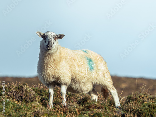 A single white sheep with a blue identification mark on its side stands on a grassy hill against a clear sky.