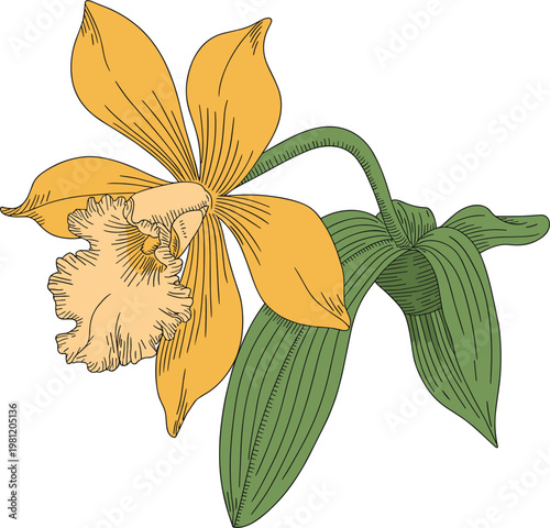 Vibrant yellow and green iris flower with detailed petals and leaves yellow petals green sepals orange center