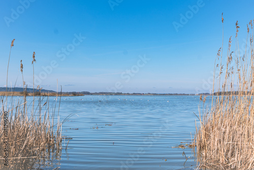 reeds in the water