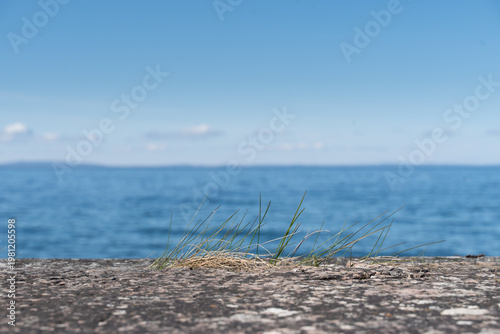 beach with grass and sky