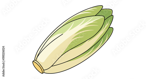 Detailed illustration of a fresh head of endive lettuce, showcasing its elongated, tightly packed, pale green and white leaves, ready for salad, on a white background.