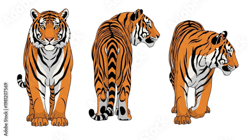 Tiger Character Vector Set in Multiple Angles Flat Design Illustration Isolated on White