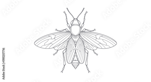 Detailed line art illustration of a fly or insect.