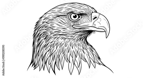 Detailed eagle head illustration powerful bird of prey in black and white