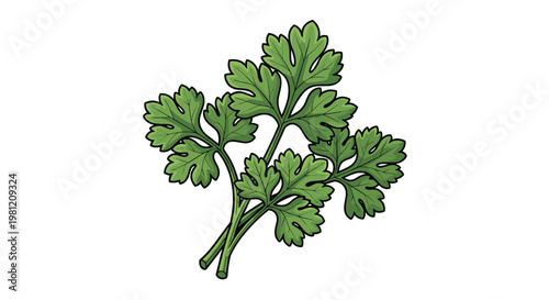 Fresh vibrant green coriander leaves with delicate fronds and stems, often used as an aromatic herb in various cuisines around the world.