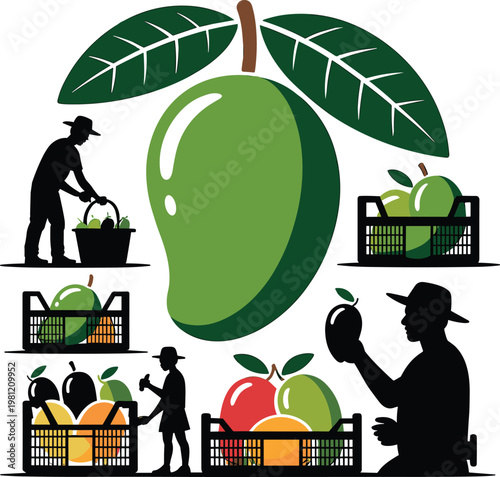 Fresh Green Mango Harvest Illustration Featuring Farmers Picking Fruit and Packing Organic Produce into Crates for Marketplace Distribution