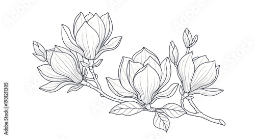 Elegant black and white magnolia flower line art illustration.