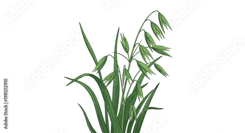 Green oat plant with slender leaves and developing grain heads, representing a healthy and natural cereal crop cultivated for various uses.