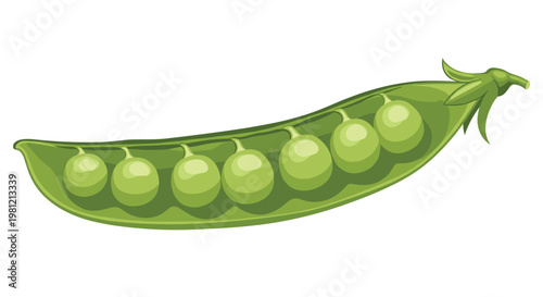 Open green pea pod revealing a row of perfectly round, fresh peas, illustrating a healthy and vibrant legume ready for culinary use.