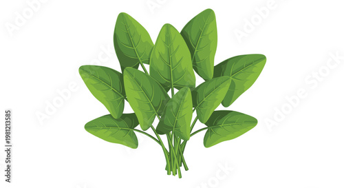 Fresh bunch of vibrant green spinach leaves with sturdy stems, showcasing a healthy and nutritious leafy vegetable ready for culinary uses.