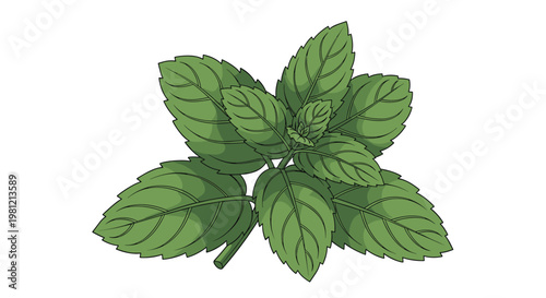 Cluster of fresh mint leaves with vibrant green color and delicate veins, showcasing an aromatic herb popular for its refreshing flavor in drinks and dishes.