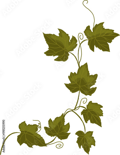 vine leaves isolated on white
