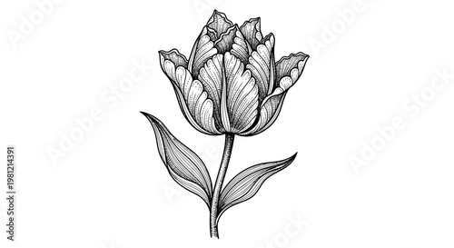 Detailed monochrome illustration of a tulip flower with leaves on a white background