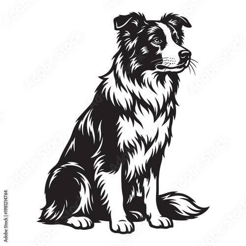 Vintage Border Collie vector illustration, black and white sitting sheepdog portrait, hand drawn canine pet mascot for farm and herding themes