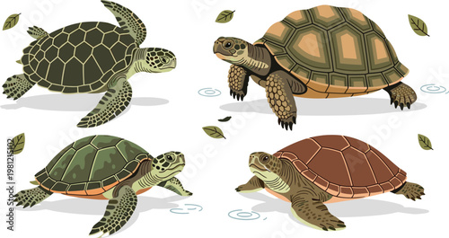Detailed vector set of turtles and tortoises with different shell patterns wildlife reptiles isolated on white background