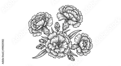 Detailed monochrome illustration of blooming carnation flowers on white background