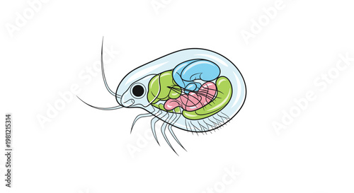 Microscopic daphnia, or water flea, showcasing its translucent body and internal organs, rendered in a scientific illustration style.