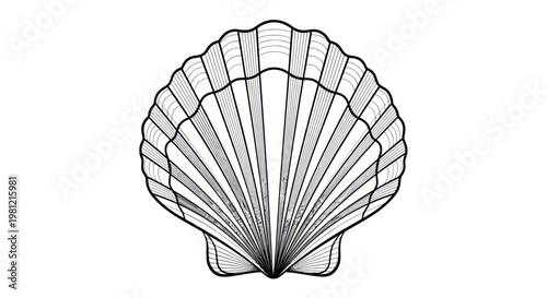 Stylized illustration of an open seashell on a white background