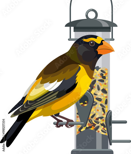 Bright evening grosbeak feeding on sunflower seeds at a plastic bird feeder