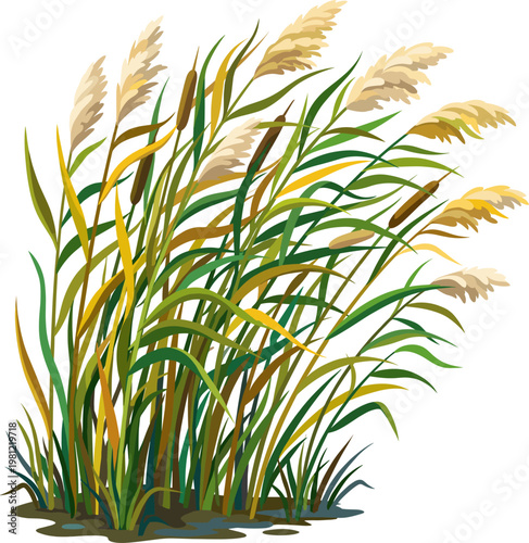 Tall marsh reeds and bulrushes growing in a natural wetland environment