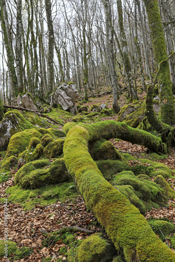 Fototapeta premium bosque con árboles y rocas cubiertos de musgo en invierno país vasco 4M0A1713-as26