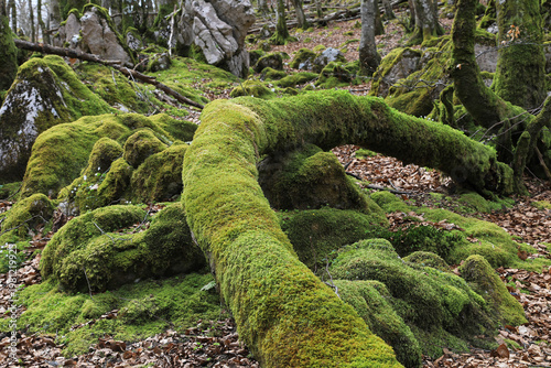 bosque con árboles y rocas cubiertos de musgo en invierno país vasco  4M0A1723-as26