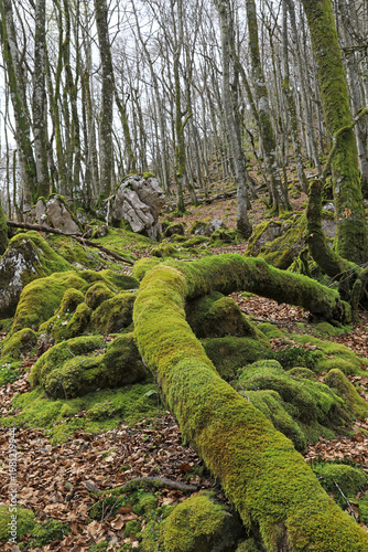 bosque con árboles y rocas cubiertos de musgo en invierno país vasco  4M0A1713-as26