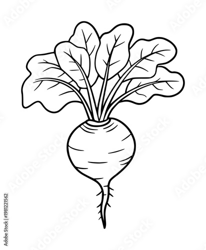Simple outline of a fresh beetroot with green leaves, isolated white vegetable food