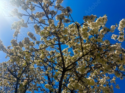 blooming cherry tree