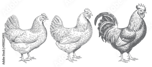 Hand drawn chicken set vintage engraving style rooster and hen farm poultry illustration.