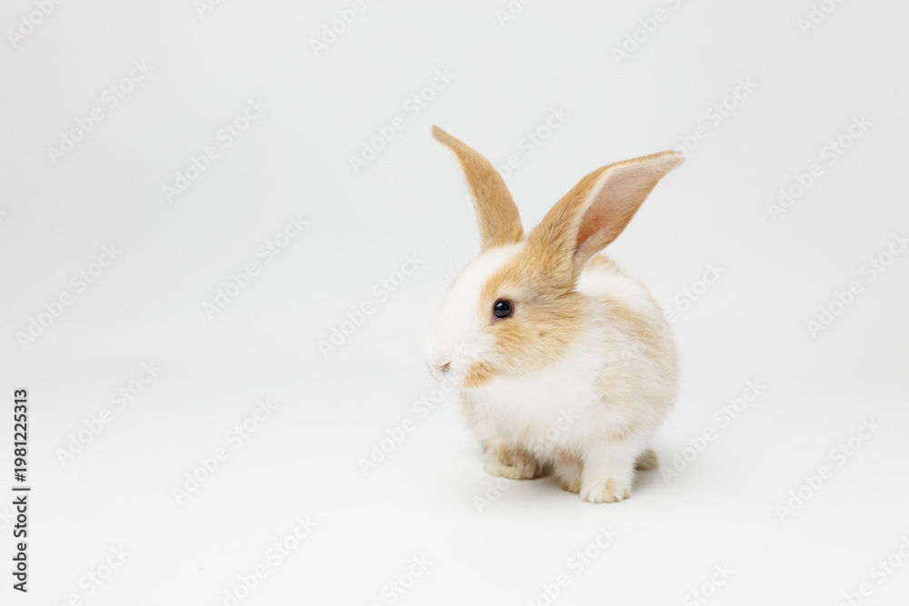 Obraz premium funny rabbit on a white background