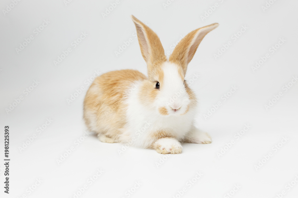 Obraz premium funny rabbit on a white background