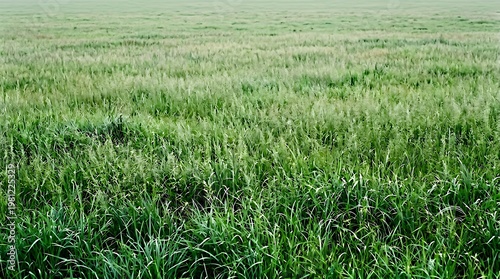 A vast field of tall green grass swaying gently in the breeze on a sunny day