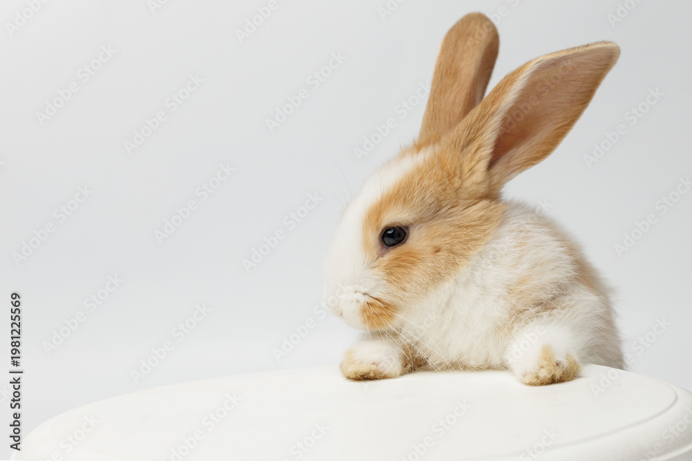 Fototapeta premium funny rabbit on a white background