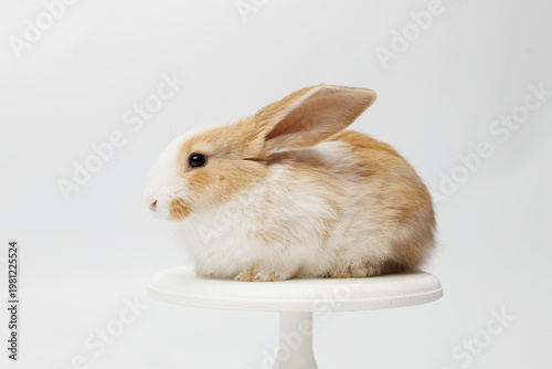 funny rabbit on a white background