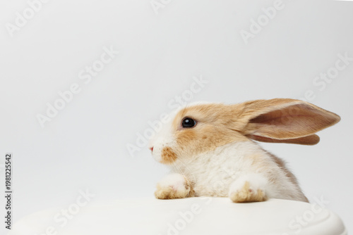 funny rabbit on a white background