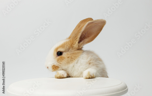 funny rabbit on a white background