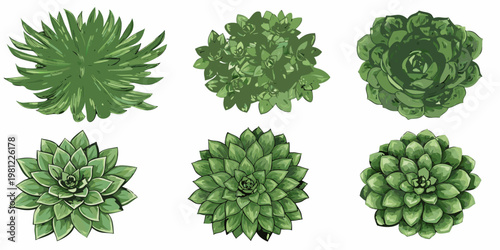 A collection of six vibrant green succulent plants arranged in rows