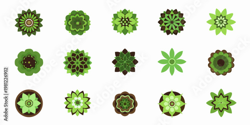 Collection of various green succulent plants viewed from above