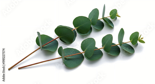 Green Eucalyptus Leaves Branch Isolated on White Background, Minimal Botanical Nature Concept