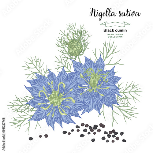 Black cumin flowers and seeds. Nigella sativa, black caraway plant vector illustration. Hand drawn. Sketch style.