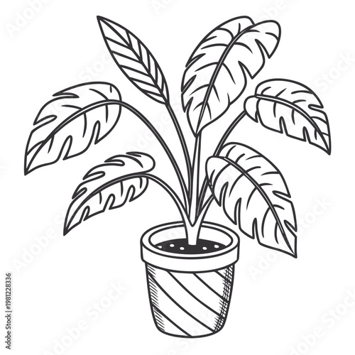 A detailed black and white illustration depicts a monstera deliciosa plant growing within a decorated ceramic pot high quality professional modern elegant
