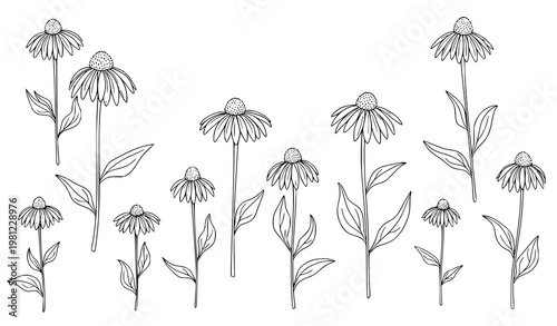 Minimal Echinacea Botanical Background Floral Line Vector Design