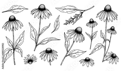 Echinacea Floral Hand Drawn Background Herbal Cosmetic Vector