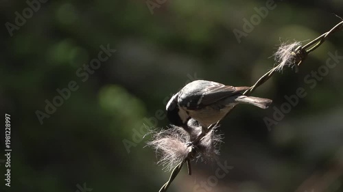 Cincia mora, Coal tit, Periparus ater