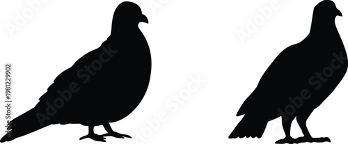 Silhouettes of two pigeons on white background