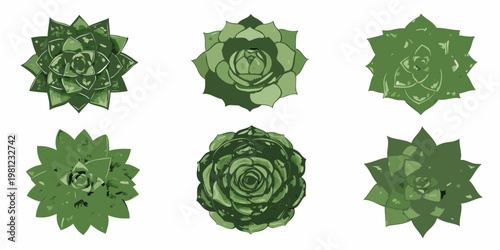 Six green succulent plants arranged in a grid pattern on white