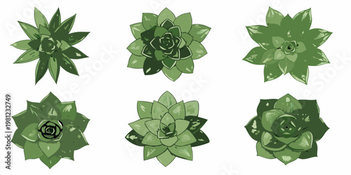 Six vibrant green succulent plants arranged in a grid pattern